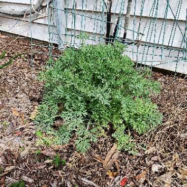 Eschscholzia californica