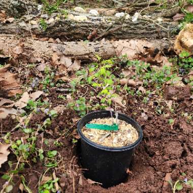 Rubus Occidentalis 'Black Delicious'