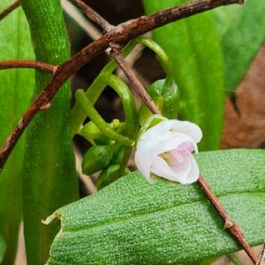 Claytonia virginica