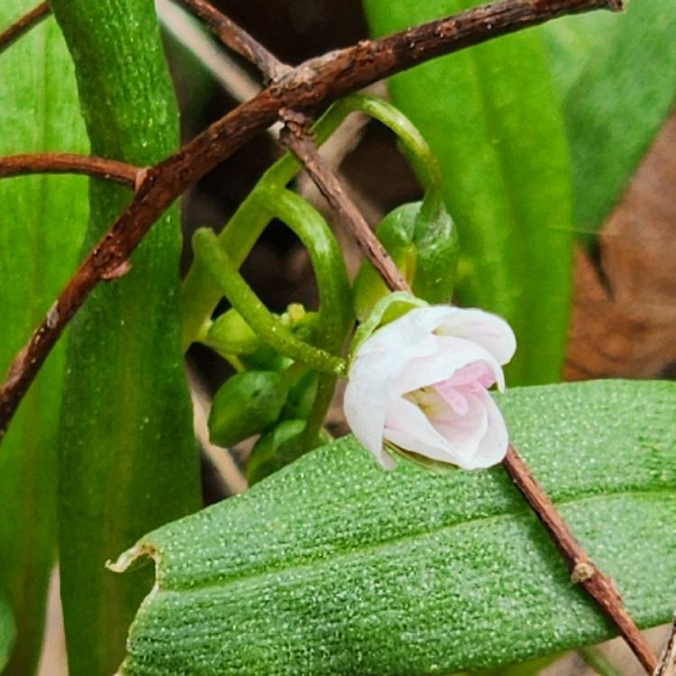 Plant image Claytonia virginica