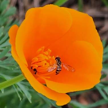 Eschscholzia californica