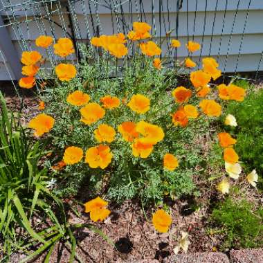 Eschscholzia californica