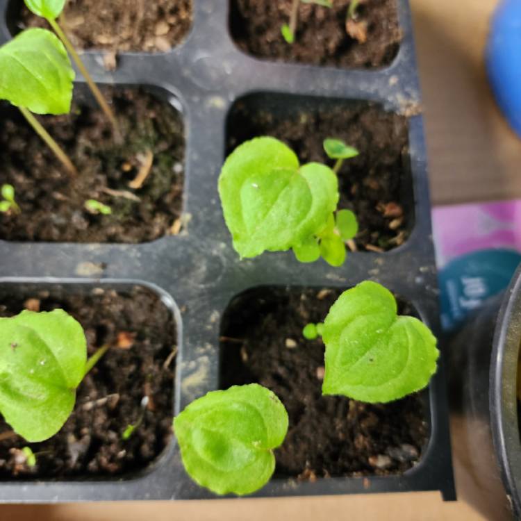 Plant image Arisaema triphyllum