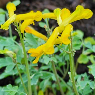 Pseudofumaria lutea syn. Corydalis Lutea,