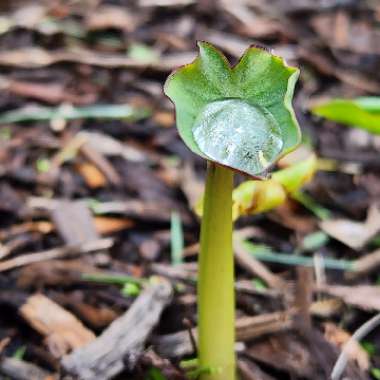 Colocasia esculenta  syn. Colocasia antiquorum