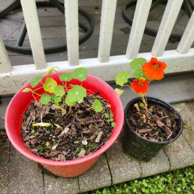 Tropaeolum majus