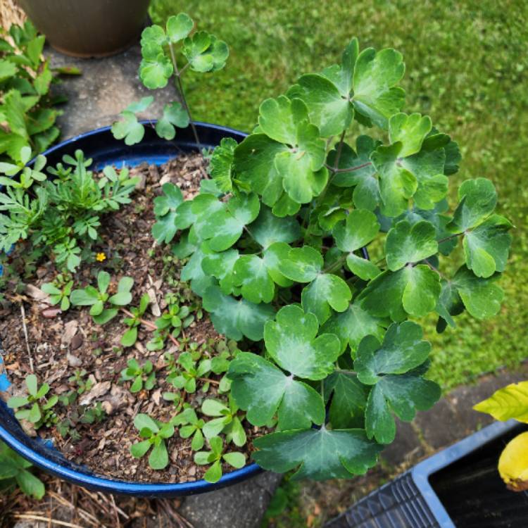 Plant image Aquilegia vulgaris