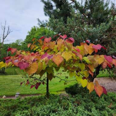 Cercis Canadensis 'Flame Thrower'