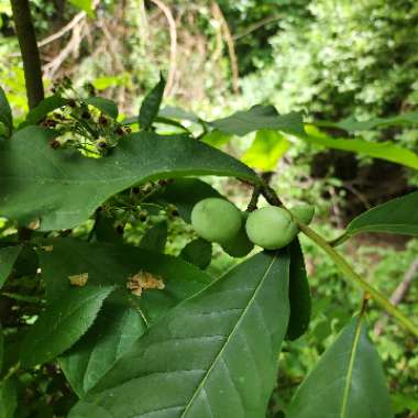 Asimina triloba