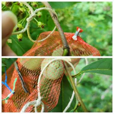 Asimina triloba