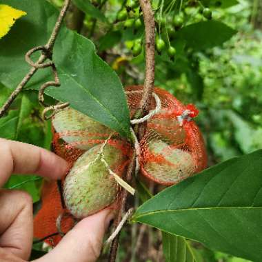 Asimina triloba