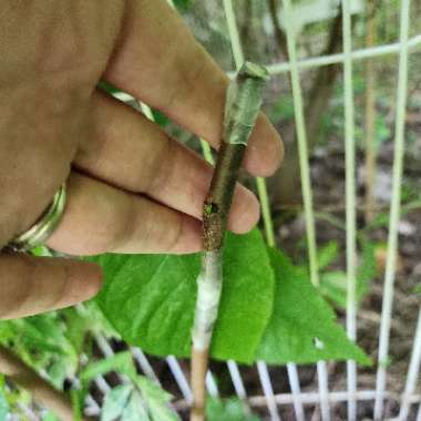 Asimina triloba