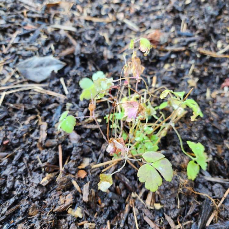 Plant image Aquilegia Canadensis