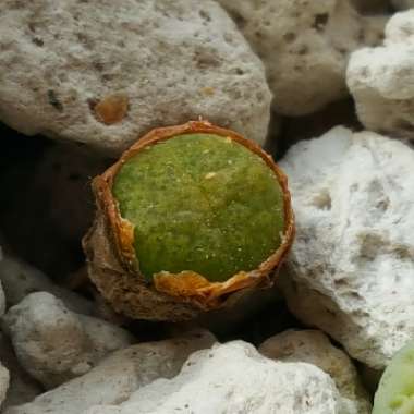 Lithops Bromfieldii var. Sulphurea C362