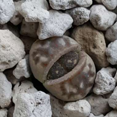 Lithops Dorotheae