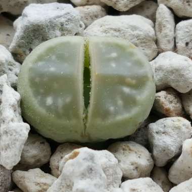 Lithops Olivacea