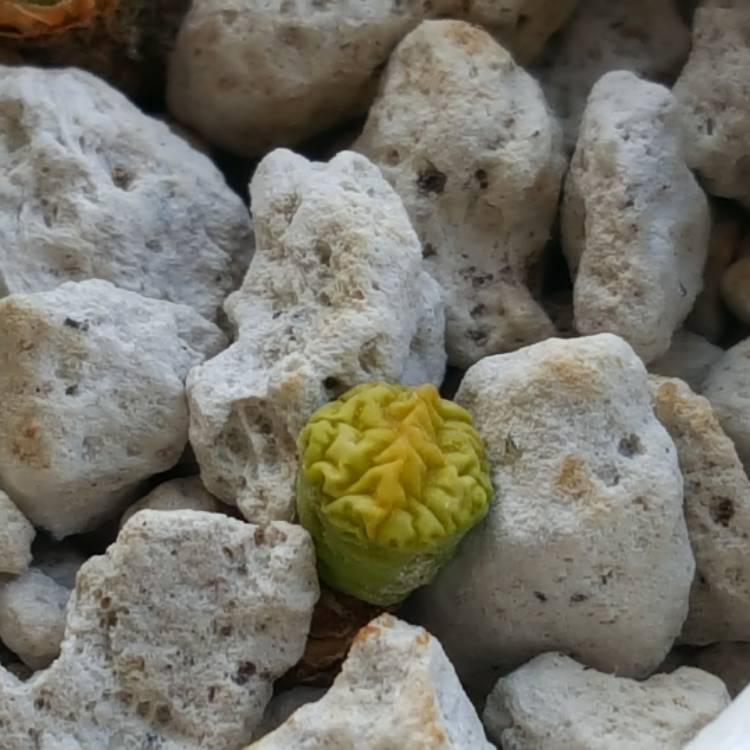 Plant image Lithops Lesliei Albinica