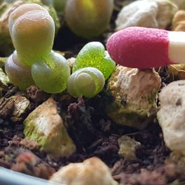 Lithops