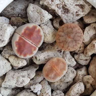 Lithops Karasmontana Top Red