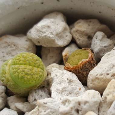 Lithops Fulviceps v. Fulviceps Aurea