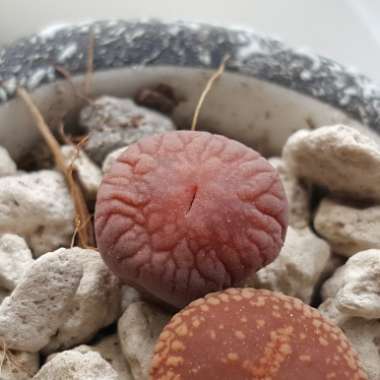 Lithops