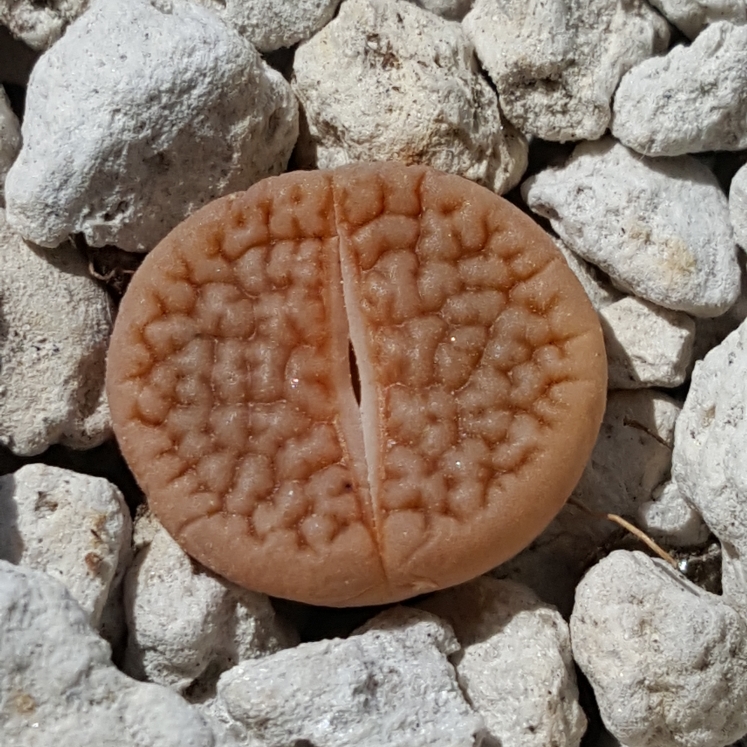 Plant image Lithops Hookeri