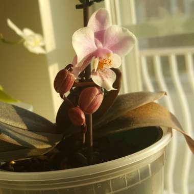 Phalaenopsis amabilis (Miniature)