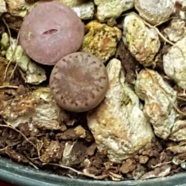 Lithops