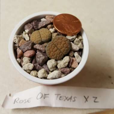 Lithops Verruculosa 'Rose of Texas'