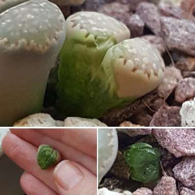 Lithops Julii Fulleri C378