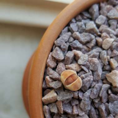 Lithops Karasmontana Top Red