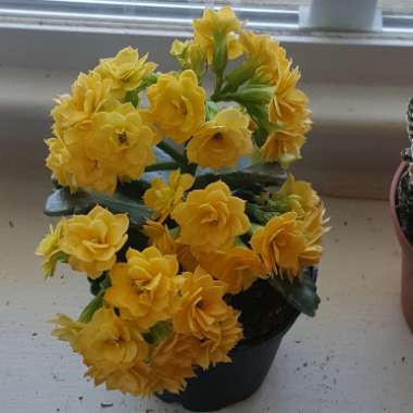 Kalanchoe blossfeldiana 'Double Flower Variety'