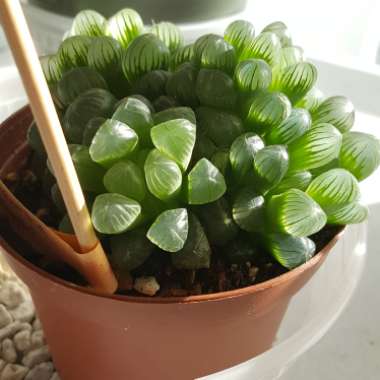 Haworthia Cooperi