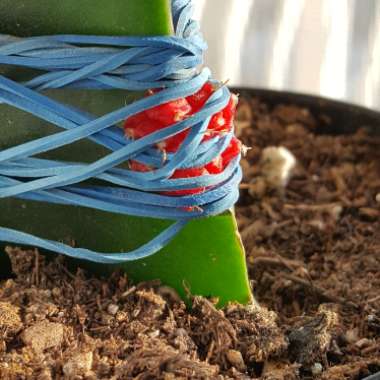 Gymnocalycium mihanovichii (Graft)