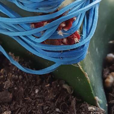 Gymnocalycium mihanovichii (Graft)