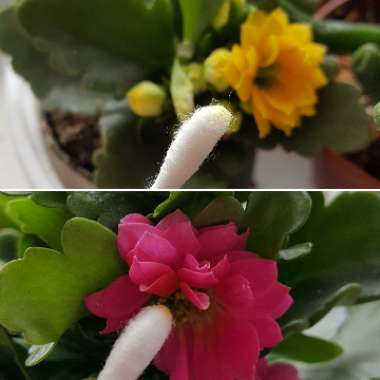 Kalanchoe blossfeldiana Pink Queen