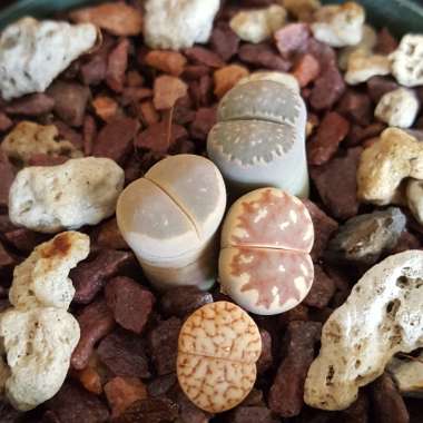 Lithops Dorotheae