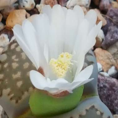 Lithops Salicola