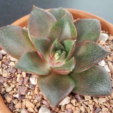 Echeveria Purpusorum