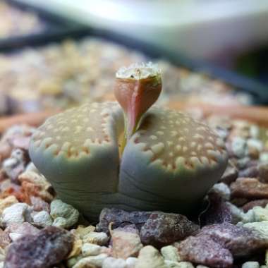 Lithops Salicola