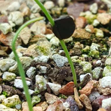 Albuca bruce-bayeri