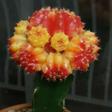 Gymnocalycium mihanovichii (Graft)