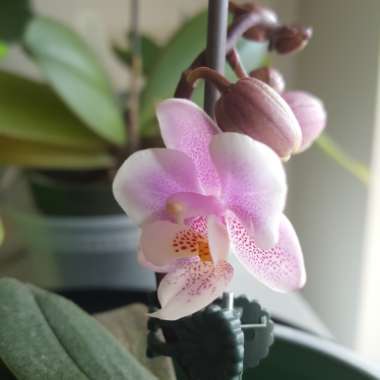 Phalaenopsis amabilis (Miniature)