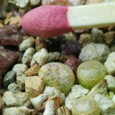 Lithops