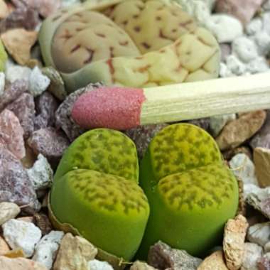 Lithops Bromfieldii var. Sulphurea C362