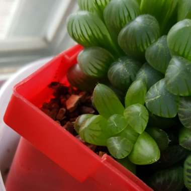 Haworthia Cooperi