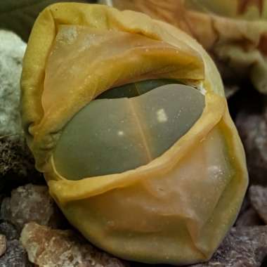 Lithops Olivacea