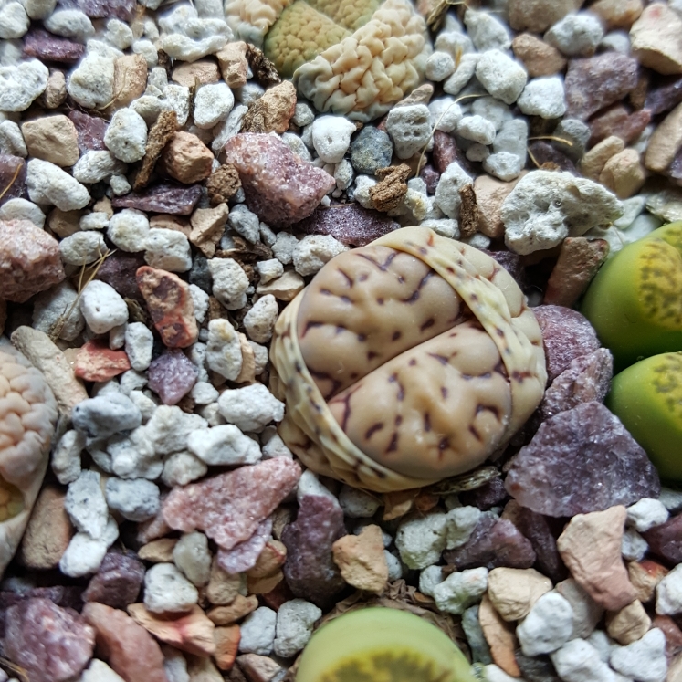 Plant image Lithops Bromfieldii Minnelli