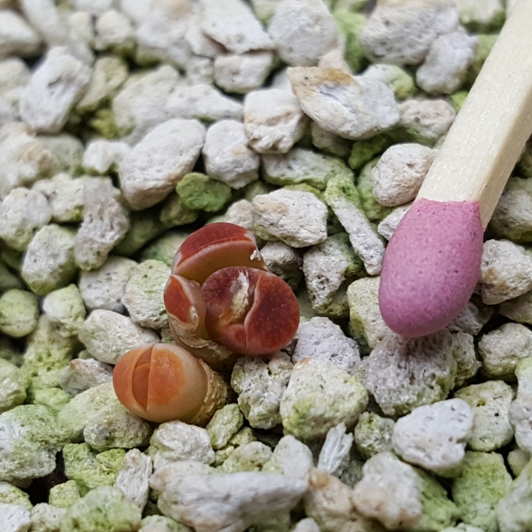 Plant image Lithops Karasmontana Lateritia