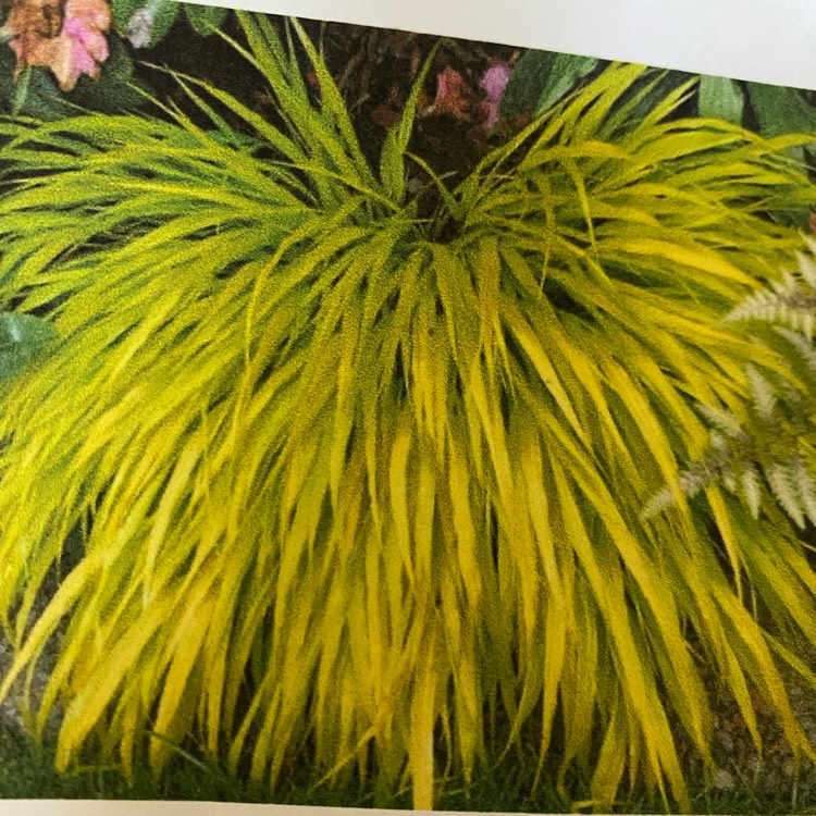 Plant image Hakonechloa macra 'All Gold'